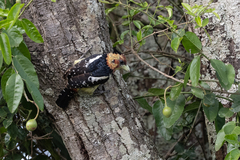 Trachyphonus vaillantii