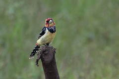 Trachyphonus vaillantii