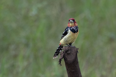 Trachyphonus vaillantii