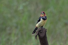 Trachyphonus vaillantii