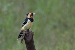 Trachyphonus vaillantii