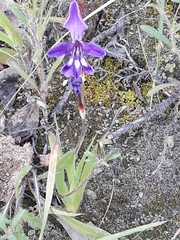 Sparaxis metelerkampiae