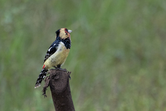 Trachyphonus vaillantii