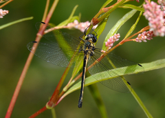 Micromidia convergens