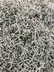 Artemisia ludoviciana