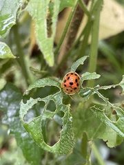 Laccoptera tredecimguttata