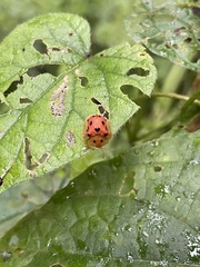 Laccoptera tredecimguttata