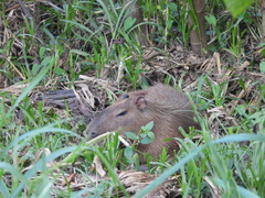 Hydrochoerus isthmius