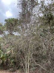 Quercus myrtifolia