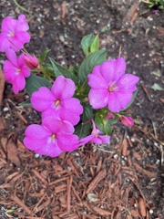 Impatiens
