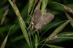 Parastichtis suspecta