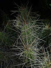 Echinocereus enneacanthus enneacanthus