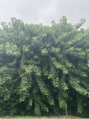 Ficus elastica