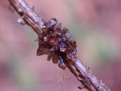 Scytinium polycarpum