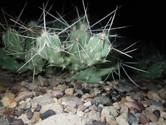 Grusonia