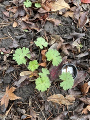 Geranium molle