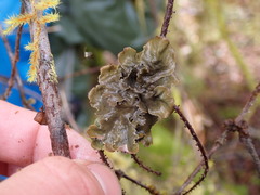 Peltigera collina