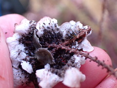 Peltigera collina