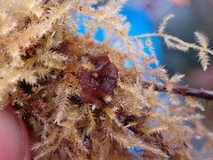 Scytinium polycarpum