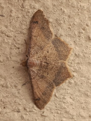 Psamatodes abydata