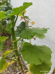 Stilpnochlora azteca