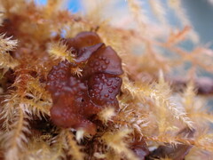 Scytinium polycarpum