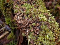 Peltigera pacifica
