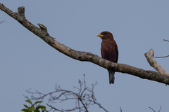 Eurystomus glaucurus