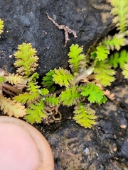 Leptinella tenella