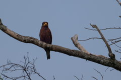 Eurystomus glaucurus