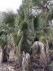 Sabal palmetto