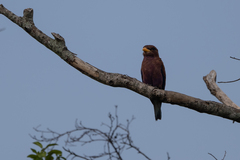 Eurystomus glaucurus