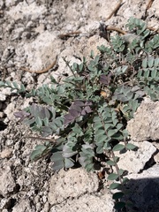 Astragalus