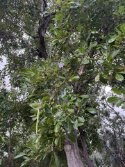 Tabebuia heterophylla