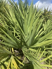 Serenoa repens
