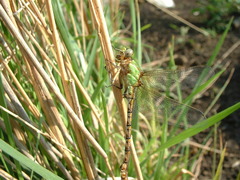 Ophiogomphus rupinsulensis