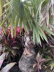 Leucothrinax morrisii