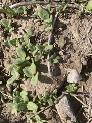Mesembryanthemum crystallinum