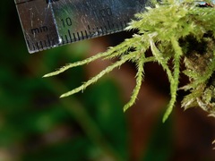 Pseudisothecium stoloniferum