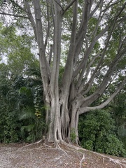 Ficus altissima