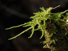 Pseudisothecium stoloniferum