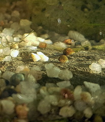 Theodoxus fluviatilis