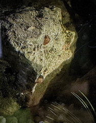 Theodoxus fluviatilis