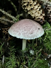 Agaricus micromegethus