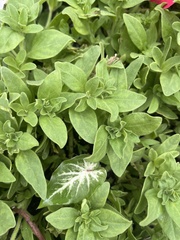 Parietaria floridana