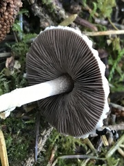 Agaricus micromegethus