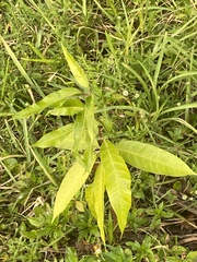 Asclepias curassavica