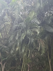 Arecoideae
