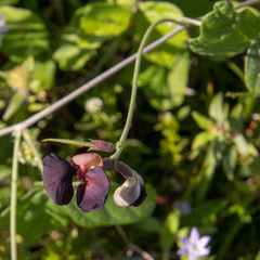 Macroptilium atropurpureum