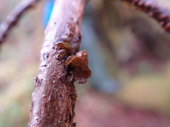 Scytinium polycarpum